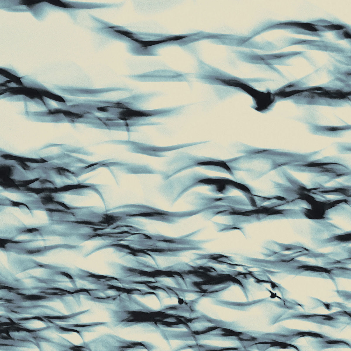 Bellbird: The Call (CD)