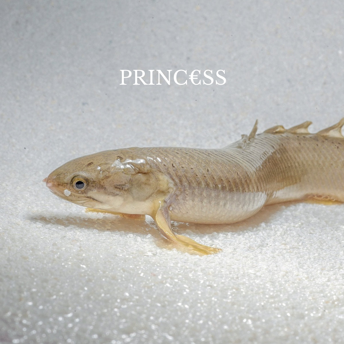 Princ€ss: Princ€ss (Vinyl LP)